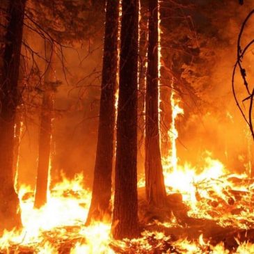 Hohe Waldbrandgefahr in weiten Teilen Hessens – Zweithöchste Alarmstufe