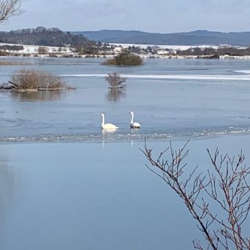 Tierrettung auf dem gefrorenen Hochwasser